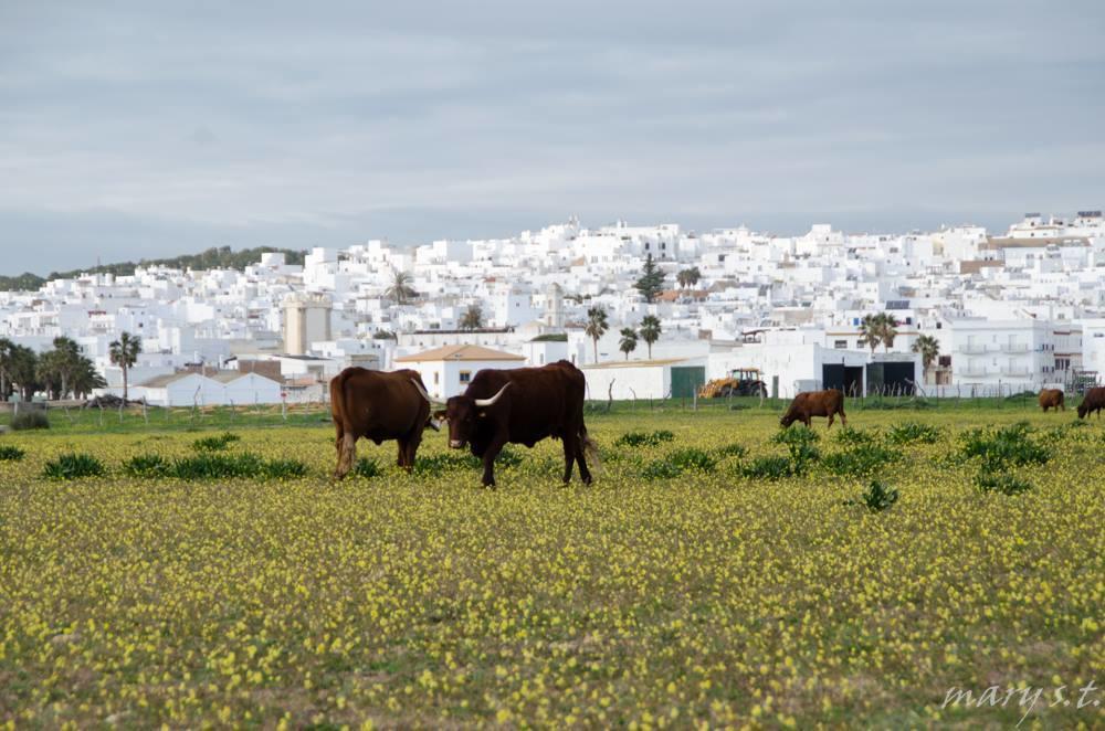 Ferreira Hostal Boutique Conil De La Frontera Extérieur photo