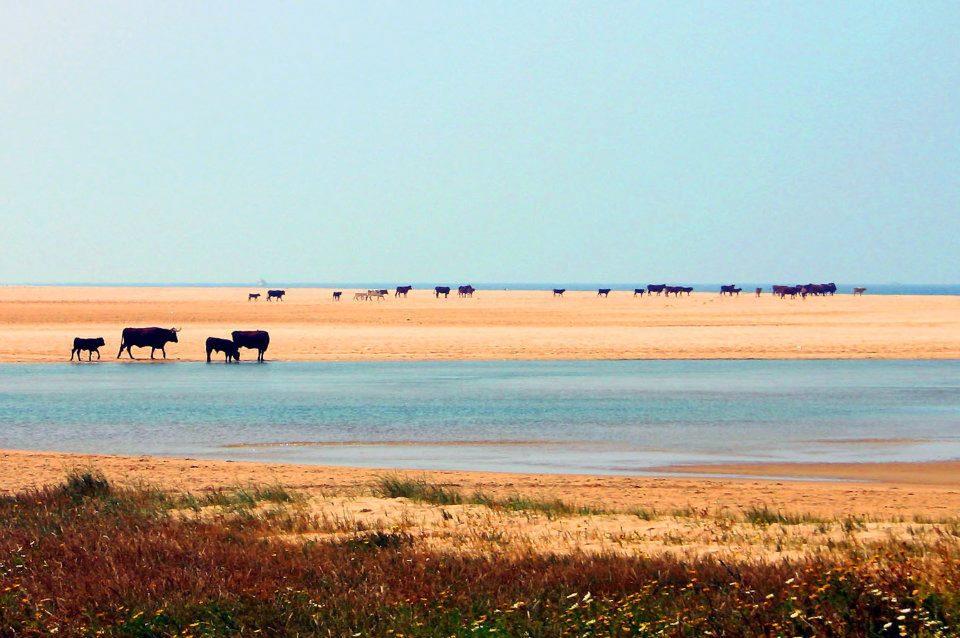 Ferreira Hostal Boutique Conil De La Frontera Extérieur photo